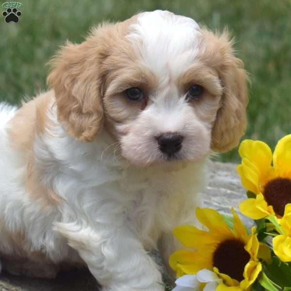 Frankie, Cavachon Puppy